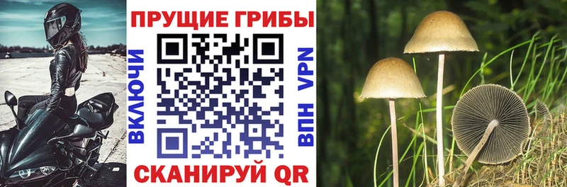 Купить  Гороховец  Псилоцибиновые грибы ЛСД 